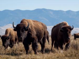 The American bison, also known as the buffalo, has played a central role in Native American culture and the history of the United States Bison 513