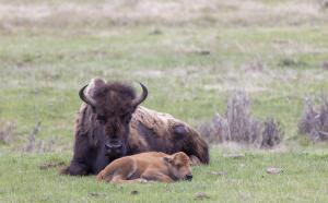 Bison pair 513