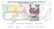 Self-renewing bacteria offer new hope for heavy metal cleanup