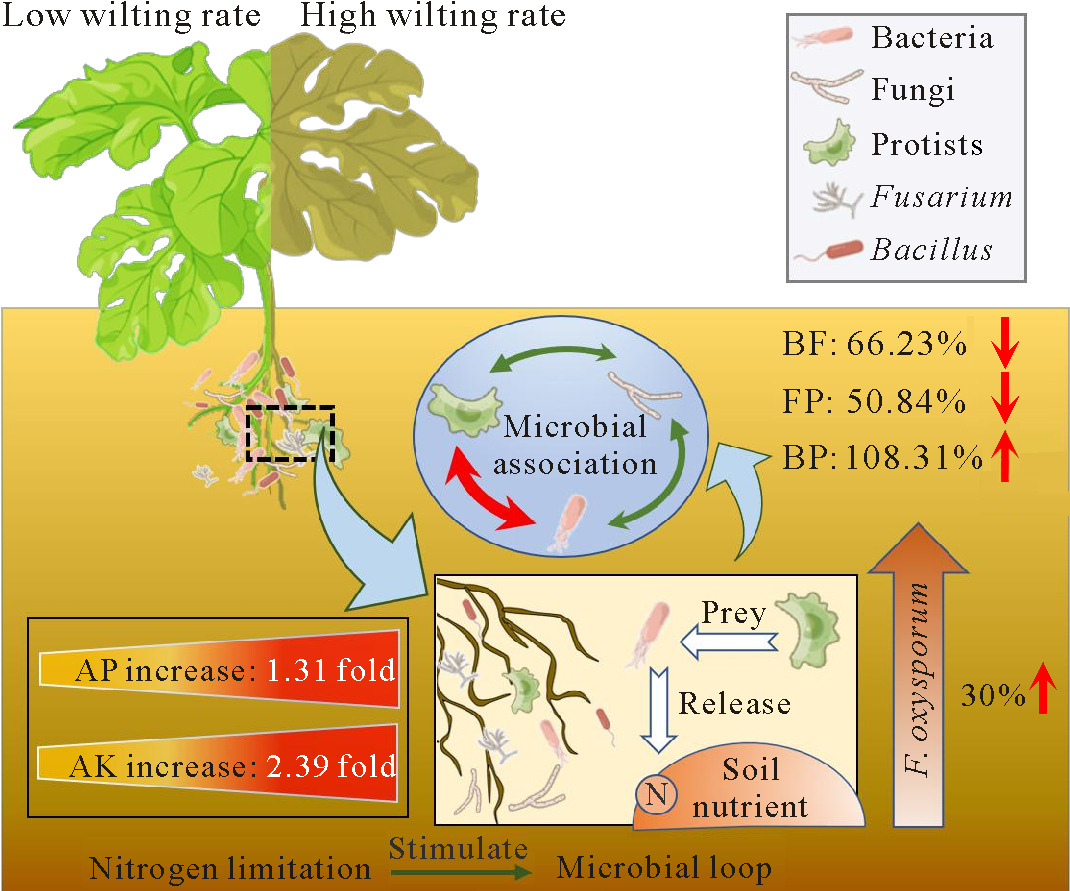Protists and bacteria form secret alliance to stop Fusarium wilt