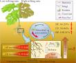 Protists and bacteria form secret alliance to stop Fusarium wilt