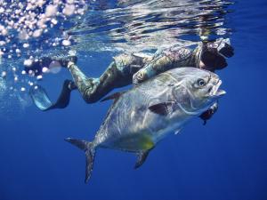 Drake Sweet Freediver