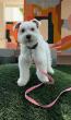 Off Leash K9 Training, Atlanta Expands Awareness of In-Home Dog Training for Atlanta Families