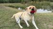 Off Leash K9 Training Naples/Ft. Myers Highlights Private Dog Training Options for Fort Myers Dog Owners