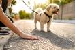 Experts Warn Pet Owners About Hot Pavement Risks as Temperatures Rise