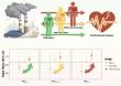 Polluted Air Harms Hearts More in Individuals with Cardiovascular-Kidney-Metabolic  Syndrome