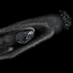 A developing seed