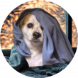 IPEX Health Launches NuCalm Pet, to Help Calm Pets Ahead of America’s 250th Anniversary, Massive July 4th Fireworks
