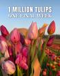 Pingle's Farm Extends Tulip Days Through May 24 as Peak Bloom Lasts Longer Than Expected