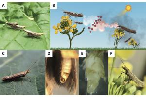 Air pollution disrupts pheromone