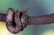 CrittereX Provides Safe Snake Removal in Hudson Valley for Residential and Commercial Properties