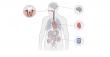 Research Links Gum Disease to Heart Disease, Diabetes, and Cognitive Decline
