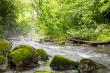 The Orianne Society Acquires Charles H. Wharton Conservation Center in the North Georgia Mountains