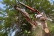 Fast, Easy, Accurate: FLORIDATREE.PRO Launches Photo-Bid Tool for Tree Removal and Hurricane Prep in Southwest Florida
