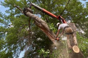 Florida Tree Pro has launched a new online photo-bid tool at FLORIDATREE Florida Tree Trimming And Removal