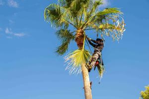Fast, Easy, Accurate: FLORIDATREE.PRO Launches Photo-Bid Tool for Tree Removal and Hurricane Prep in Southwest Florida 10 Storm Prep And Palm Trimming