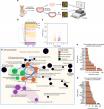Senolytic Drug Combination Delays Early Intervertebral Disc Degeneration in Mice