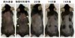 Novel Hair Loss Treatment Using a Single Topical Drop Shows Potential for Hair Growth Induction