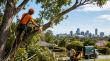 Adelaide Tree Removals Highlights Safe and Sustainable Tree Care Practices Across South Australia
