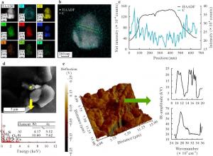 Clay minerals have long been thought too large for plant absorption, but new research turns that assumption on its head