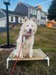 Off Leash K9 Training Naples/Ft. Myers Raises Awareness of Therapy Dog Preparation for Southwest Florida Dog Owners