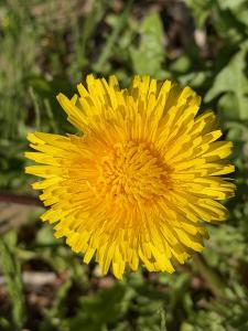 Gaiea Sanskrit, known for her Sanskrit singing and contemplative music, has shared new reflections on the inspiration behind her 2025 album Plant Medicine Mantra Dandelion
