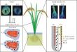 Spray and soil: a smart silicon solution for safer rice