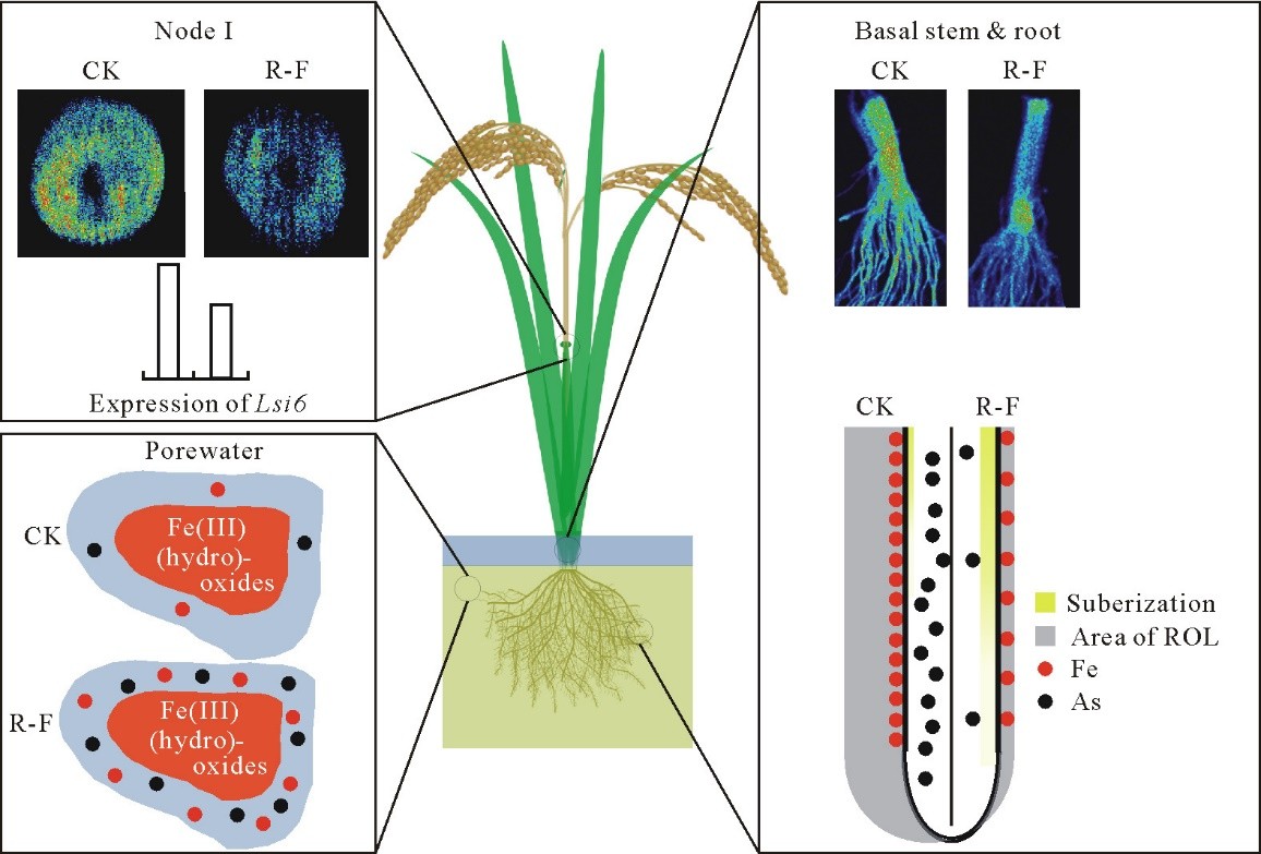 Spray and soil: a smart silicon solution for safer rice