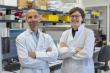 A multi-omic study rules out the role of immature cells in resistance to cancer treatment