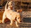 Windsong Doodles, LLC Announces Information on Goldendoodle Breeding Focus