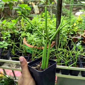 Gachwala Introduces Paw Printing Kit for Pet Memory and Craft Applications 17 Pencil cactus live plant in a nursery pot with green cylindrical stems used in indoor and outdoor plant collections.