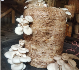 Gachwala Introduces Paw Printing Kit for Pet Memory and Craft Applications 18 Ready-to-harvest oyster mushrooms growing from a cylindrical substrate block used in structured mushroom cultivation.