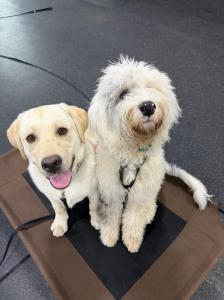 Syracuse Dog Training