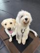 Off Leash K9 Training Syracuse Offers Puppy Training Consultation for New Dog Owners in the Syracuse Area