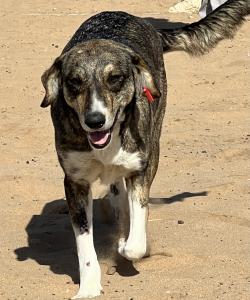 dog