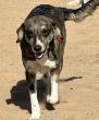 Morocco’s Draft Animal Welfare Law Conflicts with Its Own Rabies-Control Agreement
