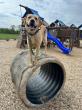 Off Leash K9 Training of Syracuse Highlights Puppy Training Options for New Puppy Owners in 2026