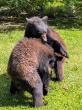 'We Can Bearly Contain Our Excitement!' - Flamingo Gardens to Welcome Two Orphaned American Black Bear Cubs