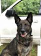 Massachusetts K9 Heroes One Step Closer to Protection After Historic Senate Vote on Dakota’s Law