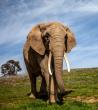 PAWS Sanctuary Announces Death of Toka – One of the Oldest African Elephants in North America