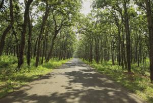 Sal Trees Along the Highway - Amarkantak