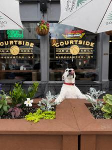 Francine Urda of Francine’s Horticultural Services standing beside the flower-filled Courtside Biergarten outdoor seating area in Downtown Binghamton.