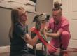 198 Pets Receive Free Care at Northern Nevada Wellness Clinics