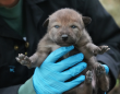 Wolf Conservation Center Celebrates Birth of Male Red Wolf Pup 