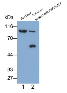 Figure 1: PNGase F deglycosylation validation experiment of CD54 protein in rat liver tissue