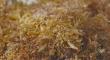 Black in Marine Science and Black Fiber & Textile Network Partner to Turn Harmful Seaweed Into Sustainable Textiles