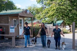 Dancing Creek Farm staff walking dogs through the Virginia boarding and long-term pet care facility.