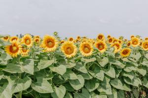 Sunflower field in full bloom at Hereward Farms near Orangeville, Elora, and Fergus, Ontario.