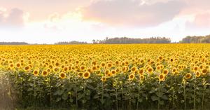 Hereward Farms Sunflower Fields