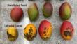 Akorn Technology Launches New Akorn Natural Guard™ All-Natural Post-Harvest Solutions Platform for High-Value Produce